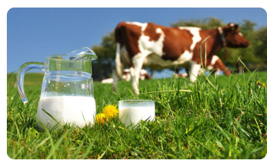 delcamag pentru animale